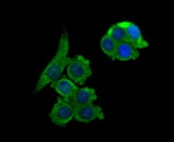 Invitrogen NCK1 Recombinant Rabbit Monoclonal Antibody (JU41-80) 100 &mu;L | Buy Online | Invitrogen&trade; | Fisher Scientific