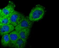 Invitrogen NCK1 Recombinant Rabbit Monoclonal Antibody (JU41-80) 100 &mu;L | Buy Online | Invitrogen&trade; | Fisher Scientific