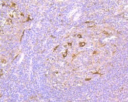 Invitrogen NCK1 Recombinant Rabbit Monoclonal Antibody (JU41-80) 100 &mu;L | Buy Online | Invitrogen&trade; | Fisher Scientific