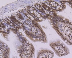 Invitrogen PTBP1 Recombinant Rabbit Monoclonal Antibody (JU41-20) 100 &mu;L;
