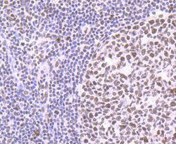 Invitrogen PTBP1 Recombinant Rabbit Monoclonal Antibody (JU41-20) 100 &mu;L;