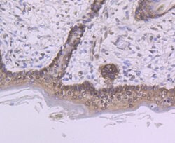 Invitrogen PTBP1 Recombinant Rabbit Monoclonal Antibody (JU41-20) 100 &mu;L;