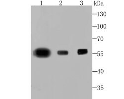 Invitrogen PTBP1 Recombinant Rabbit Monoclonal Antibody (JU41-20) 100 &mu;L;