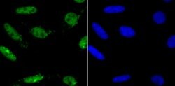 Thermo Scientific MAD2 Recombinant Rabbit Monoclonal Antibody (JU46-13):Antibodies,