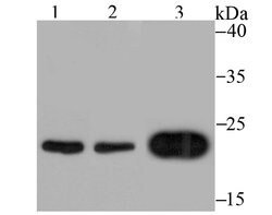 Thermo Scientific MAD2 Recombinant Rabbit Monoclonal Antibody (JU46-13):Antibodies,