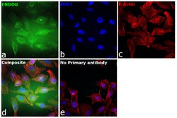 Invitrogen ENDOG Recombinant Rabbit Monoclonal Antibody (JU31-30) 100 &mu;L;