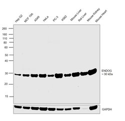 Invitrogen ENDOG Recombinant Rabbit Monoclonal Antibody (JU31-30) 100 &mu;L;