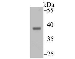 Invitrogen ENDOG Recombinant Rabbit Monoclonal Antibody (JU31-30) 100 &mu;L;
