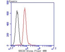 Invitrogen SEC23A Recombinant Rabbit Monoclonal Antibody (JU37-48) 100