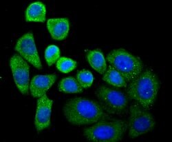 Invitrogen SEC23A Recombinant Rabbit Monoclonal Antibody (JU37-48) 100