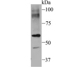 Invitrogen SEC23A Recombinant Rabbit Monoclonal Antibody (JU37-48) 100