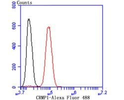 Invitrogen CRMP1 Recombinant Rabbit Monoclonal Antibody (JU73-30) 100 &mu;L;