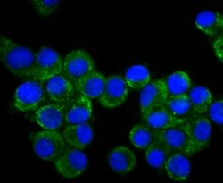 Invitrogen CRMP1 Recombinant Rabbit Monoclonal Antibody (JU73-30) 100 &mu;L;