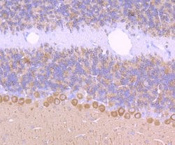 Invitrogen CRMP1 Recombinant Rabbit Monoclonal Antibody (JU73-30) 100 &mu;L;