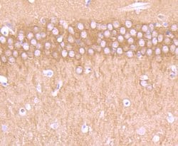 Invitrogen CRMP1 Recombinant Rabbit Monoclonal Antibody (JU73-30) 100 &mu;L;