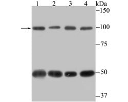 Invitrogen CAS Recombinant Rabbit Monoclonal Antibody (JU34-33) 100 &mu;L;