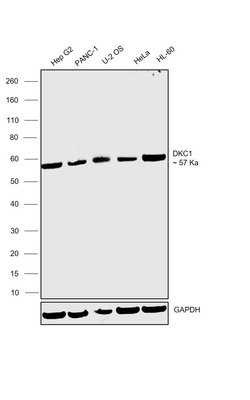 Invitrogen DKC1 Recombinant Rabbit Monoclonal Antibody (JU34-32) 100 &mu;L;