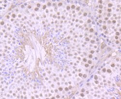 Invitrogen ILF2 Recombinant Rabbit Monoclonal Antibody (JU50-33) 100 &mu;L;