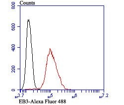 Invitrogen MAPRE3 Recombinant Rabbit Monoclonal Antibody (JU38-30) 100
