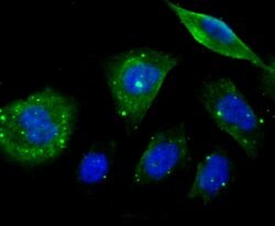 Invitrogen MAPRE3 Recombinant Rabbit Monoclonal Antibody (JU38-30) 100