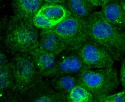Invitrogen MAPRE3 Recombinant Rabbit Monoclonal Antibody (JU38-30) 100
