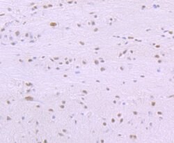 Invitrogen SF3B1 Recombinant Rabbit Monoclonal Antibody (JB40-32) 100 &mu;L;
