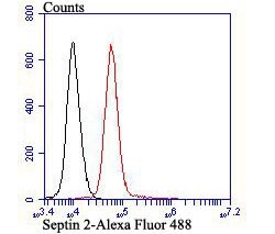 SEPT2 Recombinant Rabbit Monoclonal Antibody (JB41-30), Invitrogen 100