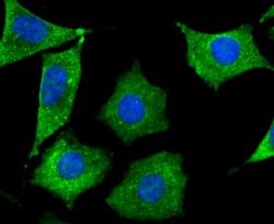 SEPT2 Recombinant Rabbit Monoclonal Antibody (JB41-30), Invitrogen 100