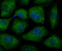 SEPT2 Recombinant Rabbit Monoclonal Antibody (JB41-30), Invitrogen 100