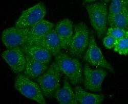 SEPT2 Recombinant Rabbit Monoclonal Antibody (JB41-30), Invitrogen 100