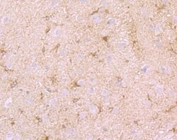 SEPT2 Recombinant Rabbit Monoclonal Antibody (JB41-30), Invitrogen 100