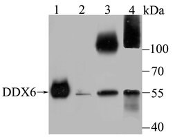Invitrogen DDX6 Recombinant Rabbit Monoclonal Antibody (JB41-32) 100 &mu;L;