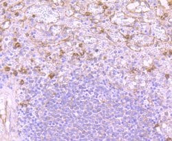 Invitrogen Versican Recombinant Rabbit Monoclonal Antibody (JB42-32) 100