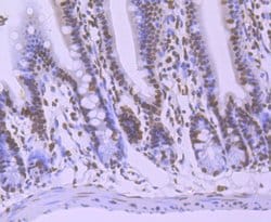 Invitrogen hnRNP U Recombinant Rabbit Monoclonal Antibody (JB23-43) 100 &mu;L | Buy Online | Invitrogen&trade; | Fisher Scientific