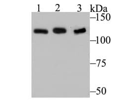 Invitrogen hnRNP U Recombinant Rabbit Monoclonal Antibody (JB23-43) 100 &mu;L | Buy Online | Invitrogen&trade; | Fisher Scientific
