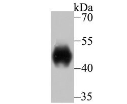 Invitrogen LRG1 Recombinant Rabbit Monoclonal Antibody (JB34-31) 100 &mu;L;