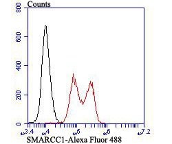 Invitrogen SMARCC1 Recombinant Rabbit Monoclonal Antibody (JB43-43) 100