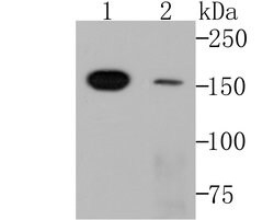 Invitrogen SMARCC1 Recombinant Rabbit Monoclonal Antibody (JB43-43) 100