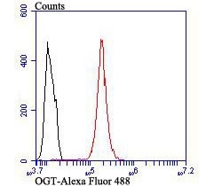 Invitrogen OGT Recombinant Rabbit Monoclonal Antibody (JB44-39) 100 &mu;L;