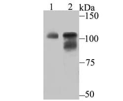 Invitrogen OGT Recombinant Rabbit Monoclonal Antibody (JB44-39) 100 &mu;L;