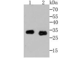 Invitrogen Mast Cell Chymase Recombinant Rabbit Monoclonal Antibody (JB74-32)