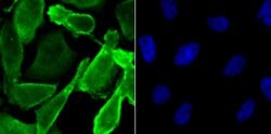 Invitrogen JAB1 Recombinant Rabbit Monoclonal Antibody (JB34-96) 100 &mu;L;