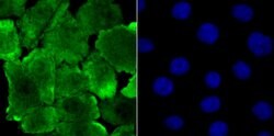 Invitrogen JAB1 Recombinant Rabbit Monoclonal Antibody (JB34-96) 100 &mu;L;