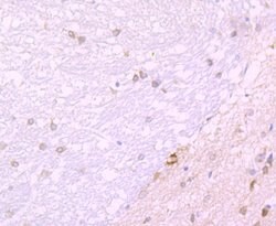 Invitrogen JAB1 Recombinant Rabbit Monoclonal Antibody (JB34-96) 100 &mu;L;