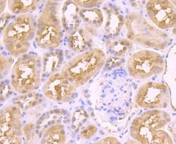 Invitrogen JAB1 Recombinant Rabbit Monoclonal Antibody (JB34-96) 100 &mu;L;