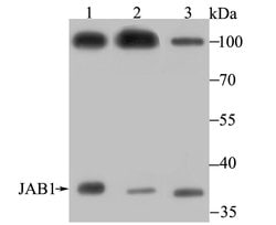 Invitrogen JAB1 Recombinant Rabbit Monoclonal Antibody (JB34-96) 100 &mu;L;