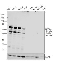 Invitrogen IKAROS Recombinant Rabbit Monoclonal Antibody (JB50-38) 100