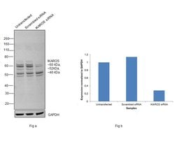 Invitrogen IKAROS Recombinant Rabbit Monoclonal Antibody (JB50-38) 100