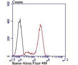Invitrogen IKAROS Recombinant Rabbit Monoclonal Antibody (JB50-38) 100