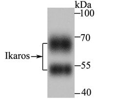 Invitrogen IKAROS Recombinant Rabbit Monoclonal Antibody (JB50-38) 100
